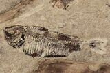 Fossil Fish (Gosiutichthys) With Plant Fossils - Wyoming #87809-1